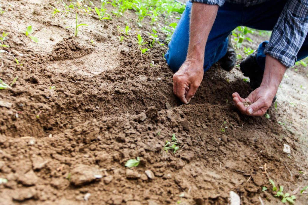 garrden soil